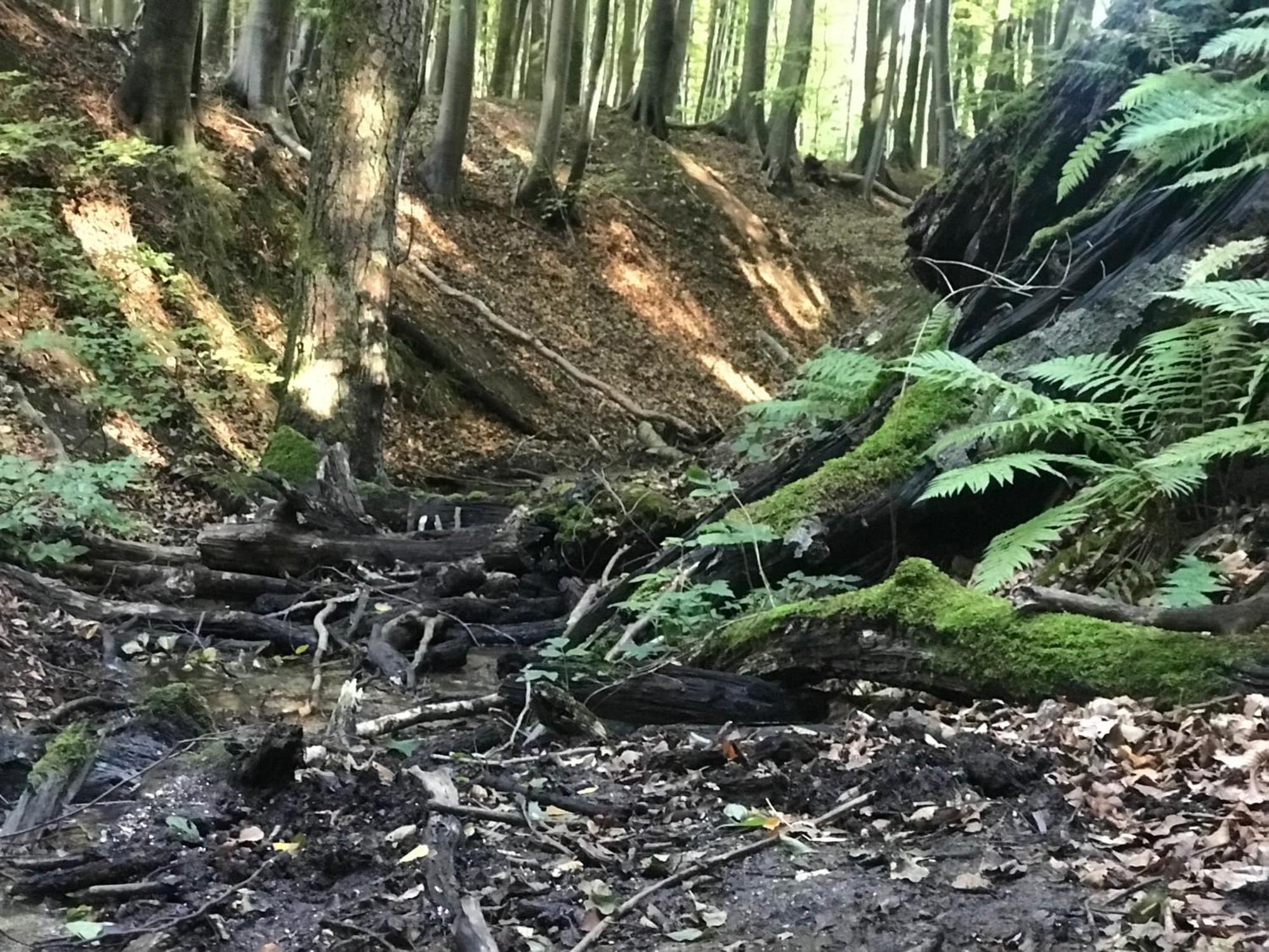 Homelig Altstadt Ferienwohnungen Sassnitz Fewo 4 Dış mekan fotoğraf